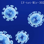 Inducible tet-on miR-302 premade lentiviral particles