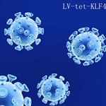 Iducible tet-on OCT3/4 premade lentivirus for iPS reprogramming