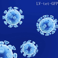 Inducible tet-on GFP lentivirus reporter